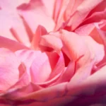 Close-up of soft pink rose petals
