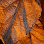 Close-up of dried tobacco leaves